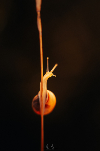 PPIA2B8800