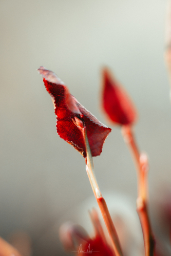 PPIA2B9425